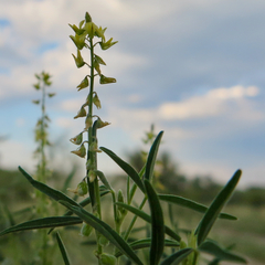 Crotalaria sphaerocarpa sphaerocarpa