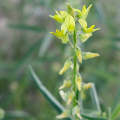 Crotalaria sphaerocarpa sphaerocarpa