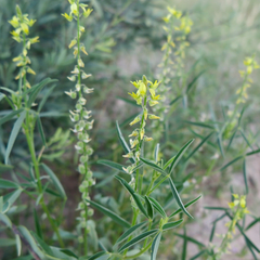 Crotalaria sphaerocarpa sphaerocarpa