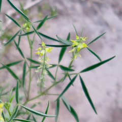 Crotalaria sphaerocarpa sphaerocarpa