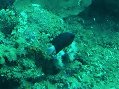 Pycnochromis caudalis