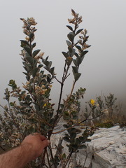 Stirtonanthus taylorianus
