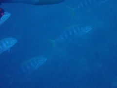 Ferdauia ferdau
