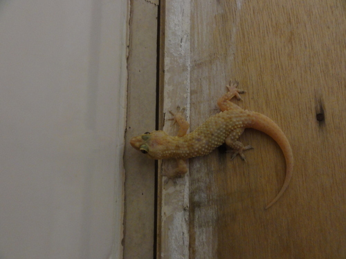 Tawi Atair Half-toed Gecko, Hemidactylus alkiyumii