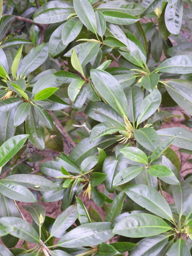 Bruguiera sexangula, photograph 2