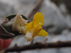 Stirtonanthus taylorianus