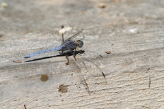 Orthetrum chrysostigma