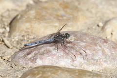 Orthetrum chrysostigma
