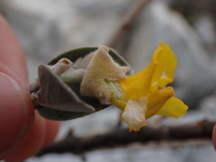 Stirtonanthus taylorianus