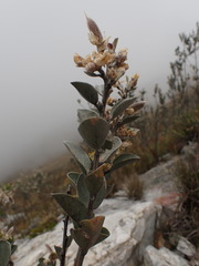 Stirtonanthus taylorianus