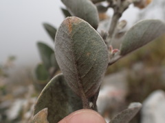Stirtonanthus taylorianus