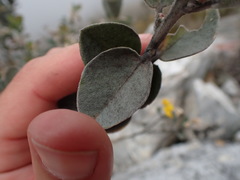 Stirtonanthus taylorianus
