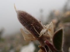 Stirtonanthus taylorianus