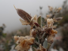 Stirtonanthus taylorianus