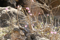Adenium obesum