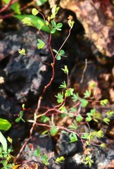 Geissaspis cristata tenella
