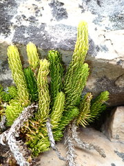 Phlegmariurus saururus