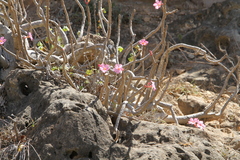 Adenium obesum