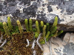 Phlegmariurus saururus