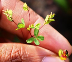 Geissaspis cristata tenella
