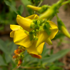 Crotalaria laburnifolia laburnifolia