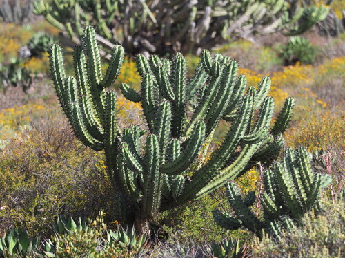 Myrtillocactus cochal, photograph 6