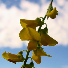 Crotalaria laburnifolia laburnifolia
