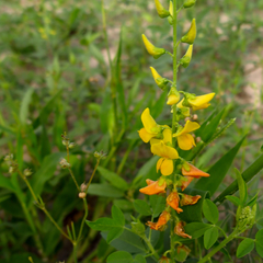 Crotalaria laburnifolia laburnifolia