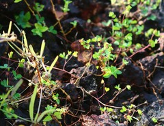 Geissaspis cristata tenella