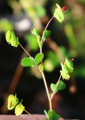 Geissaspis cristata tenella