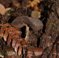 Helvella fibrosa
