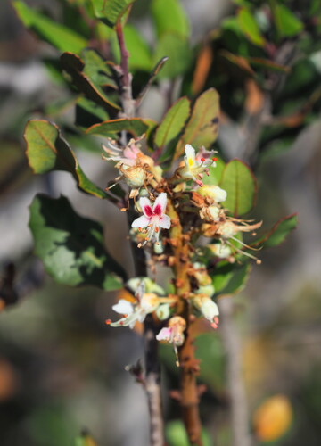 lower california buckeye (Aesculus parryi)