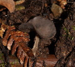 Helvella fibrosa
