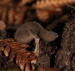 Helvella fibrosa