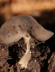 Helvella fibrosa
