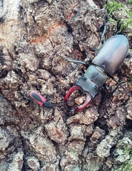 Purpuricenus kaehleri