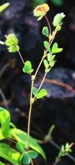Geissaspis cristata tenella