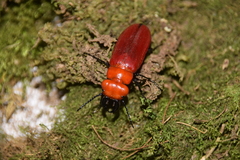 Synhoria maxillosa