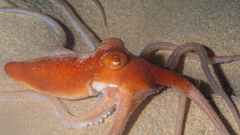 Octopus kaurna image
