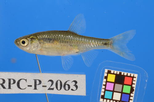 Hemigrammocypris rasborella