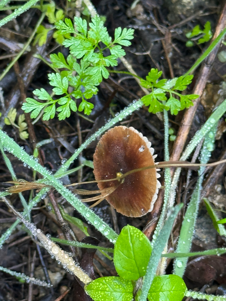 Marasmius plicatulus · December 2025 · photo: © klicklo (iNaturalist, cc-by)