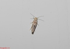 Mompha stellella