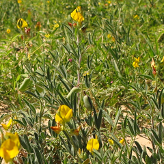 Crotalaria podocarpa
