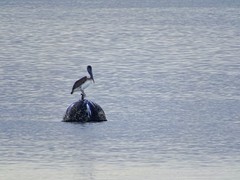 Pelecanus occidentalis