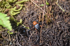 Metapocyrtus ruficollis