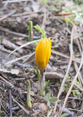 Crocus olivieri
