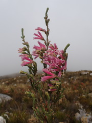 Erica strigilifolia