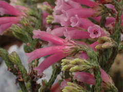 Erica strigilifolia