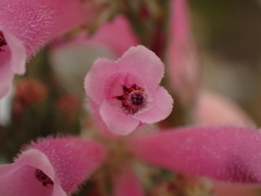 Erica strigilifolia