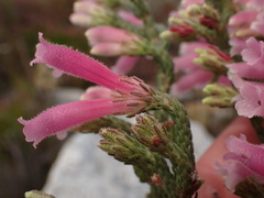Erica strigilifolia